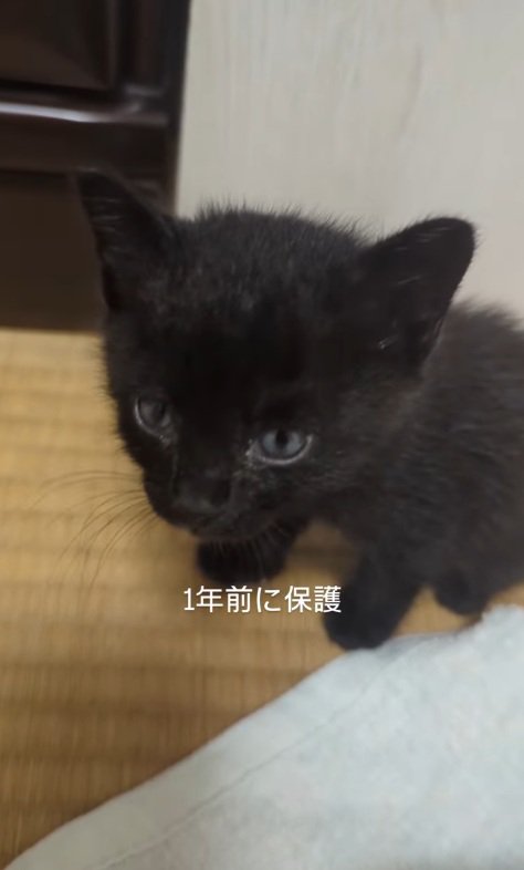 子猫