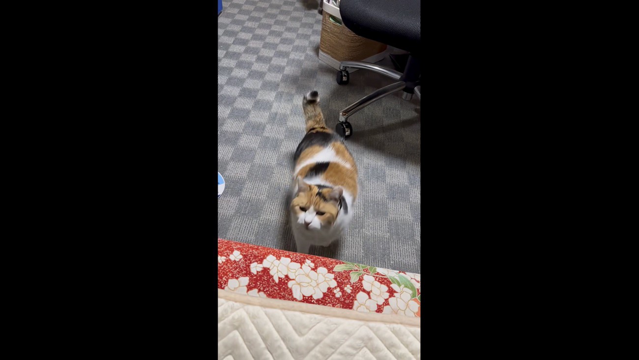 布団に入ろうとしているミケ