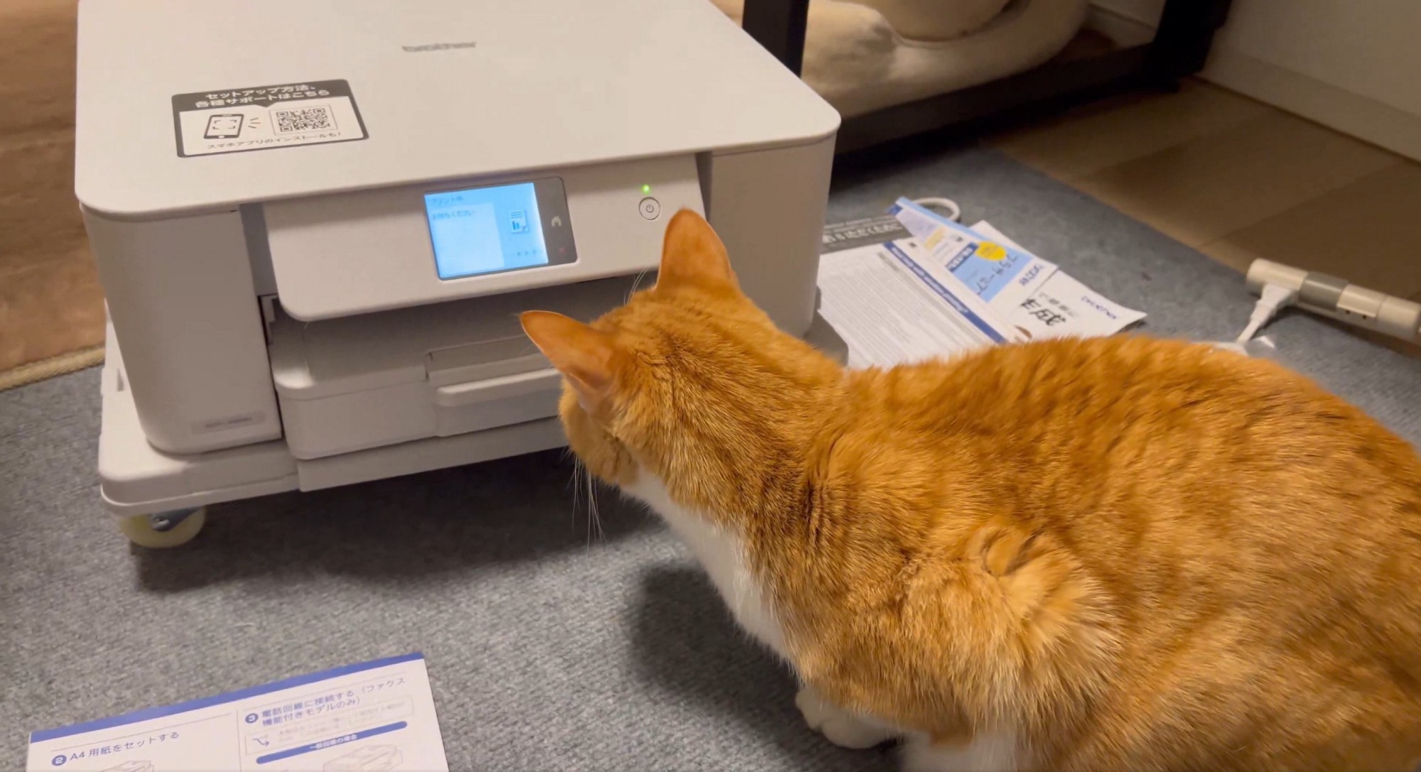 プリンターを見ている猫