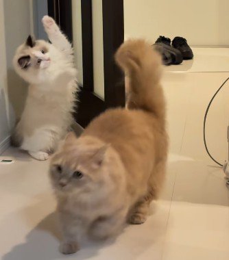 両手を上げる猫