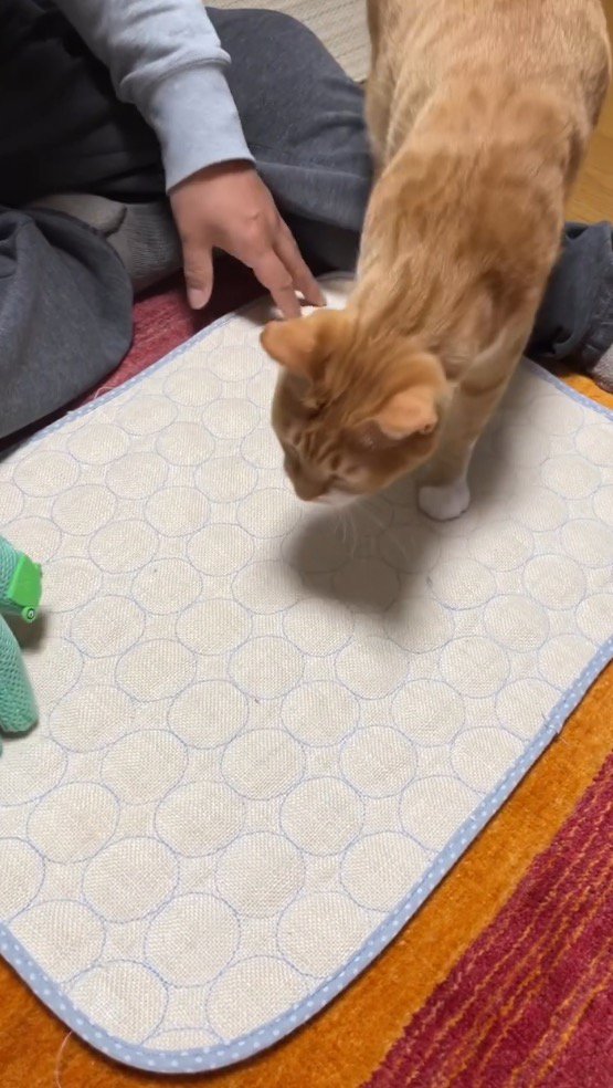 ペット用マットの上に乗る猫