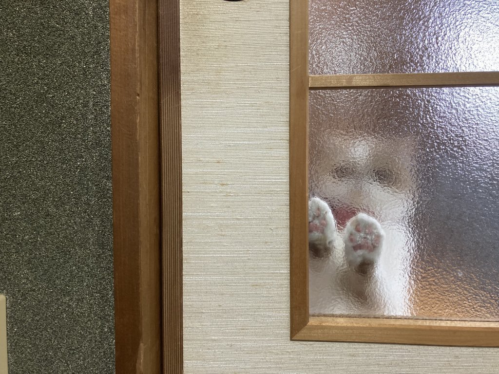 すりガラスの向こうにいる猫