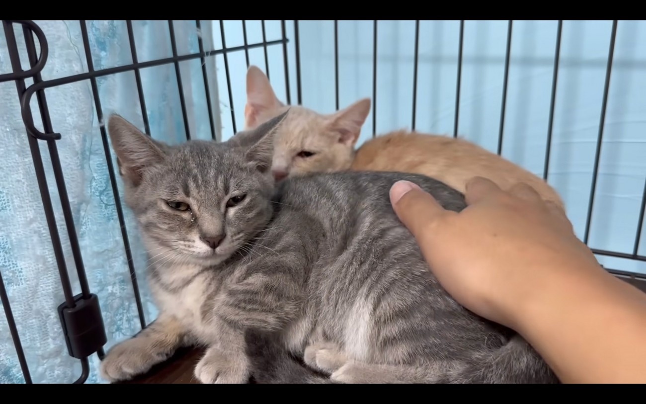 リラックスする猫