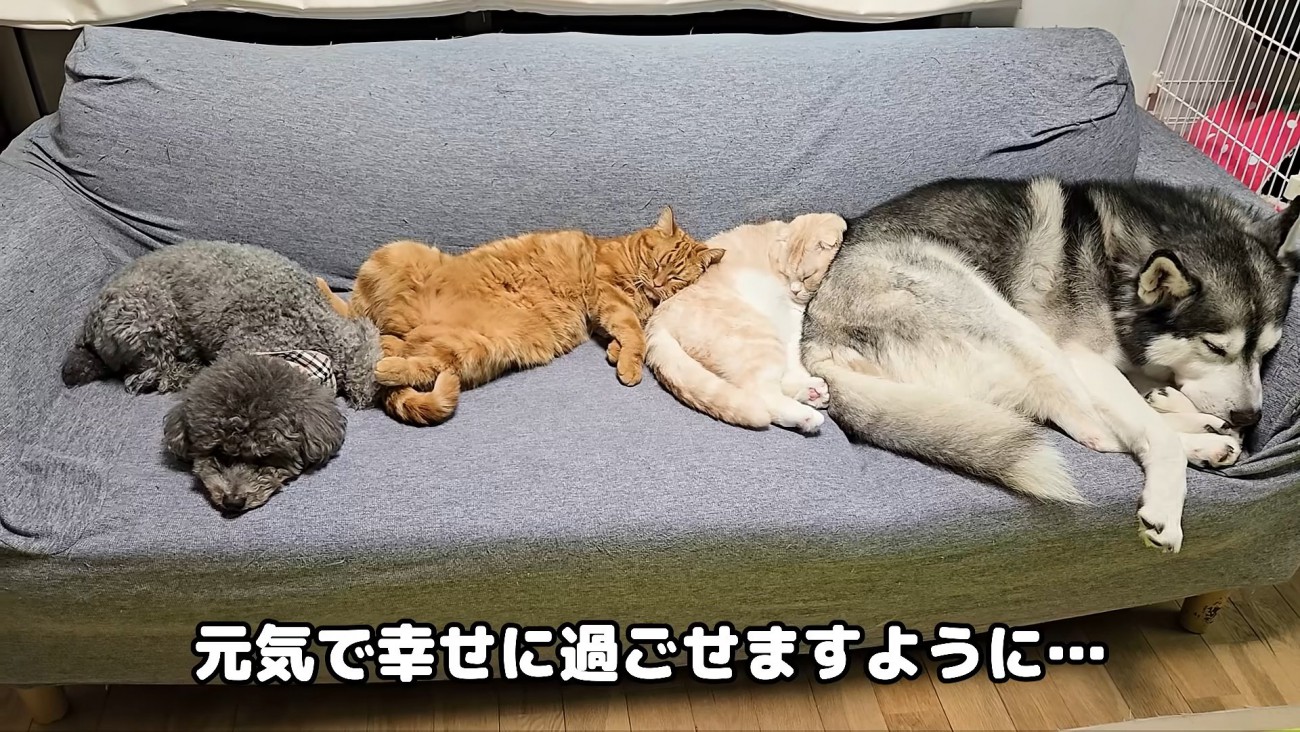 ソファーで寝る猫と犬たち