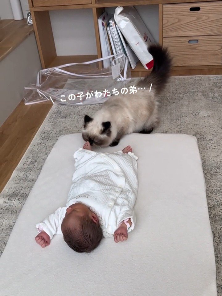 赤ちゃんの足のにおいを嗅ぐ猫