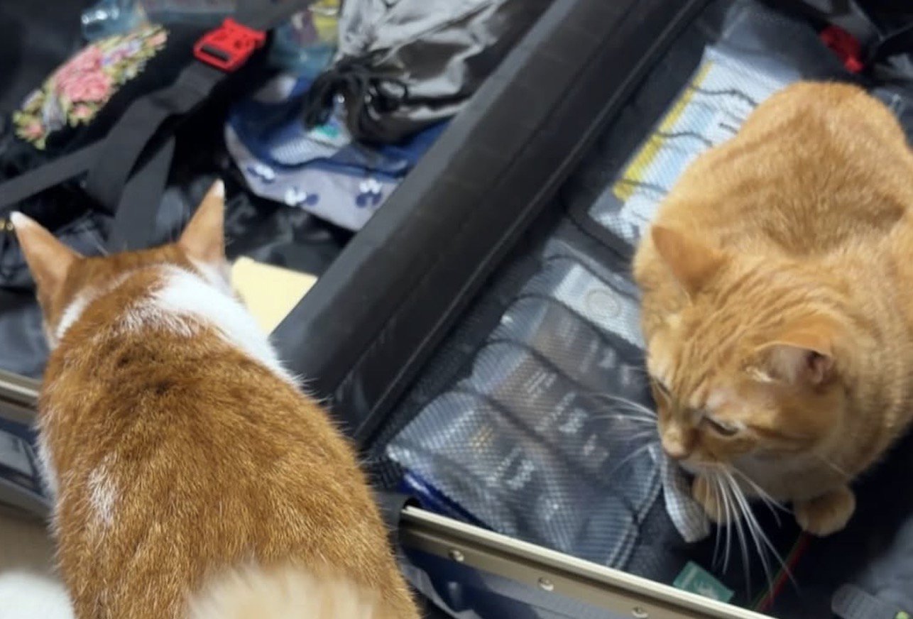 キャリーバッグの近くに集まる茶トラ猫と茶白猫