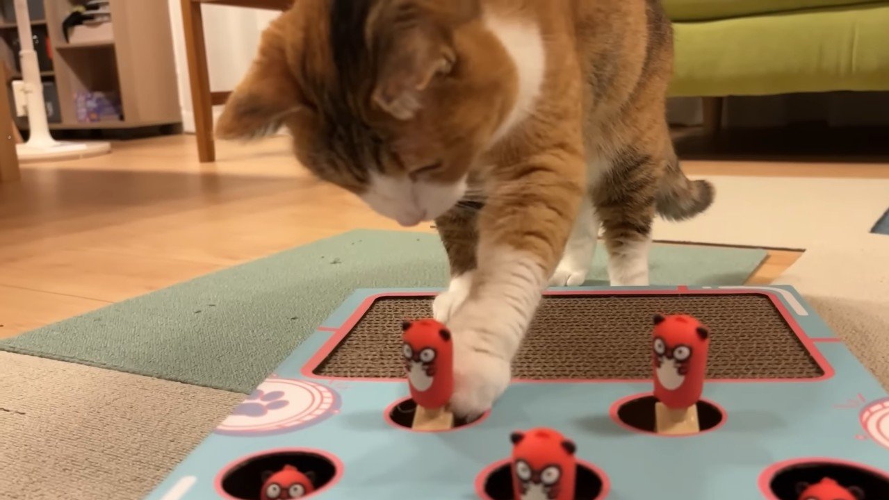 触るきなこちゃん