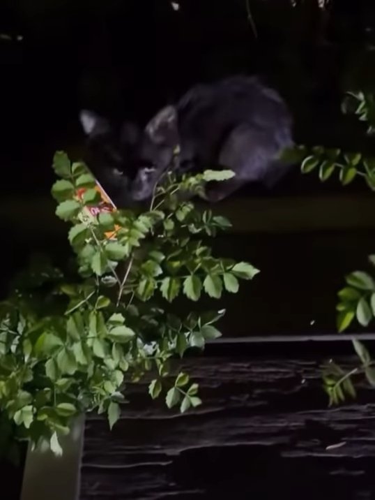 隠れてごはんを食べる子猫