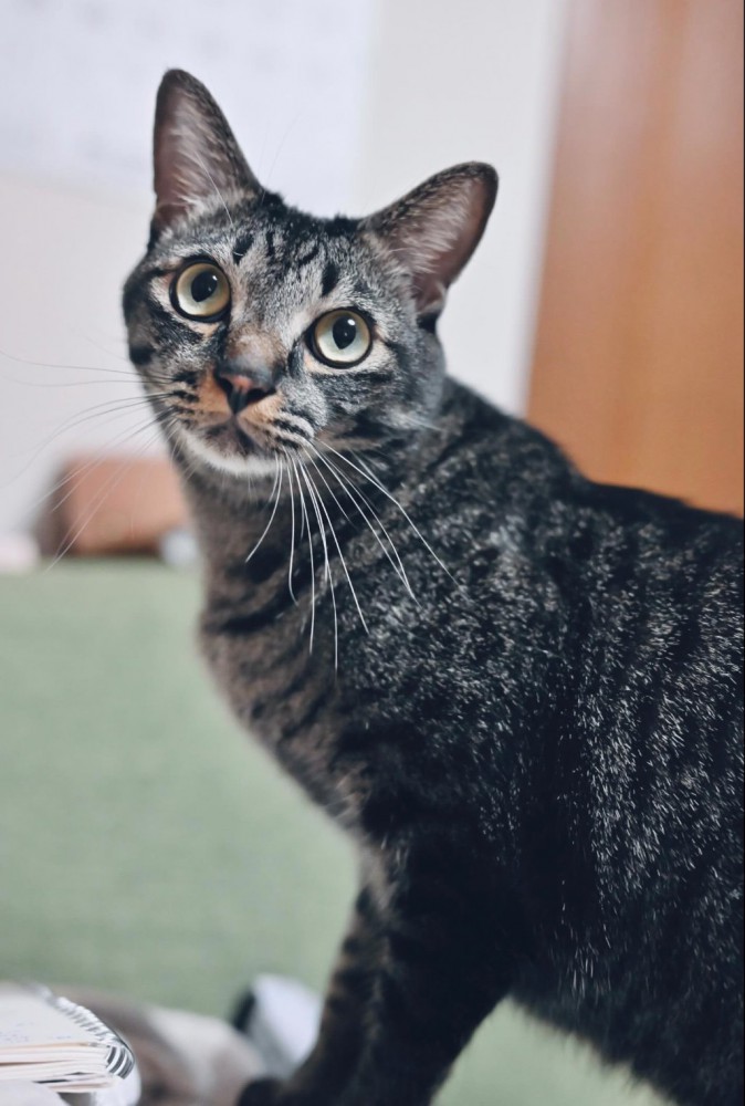 シュッとした猫に