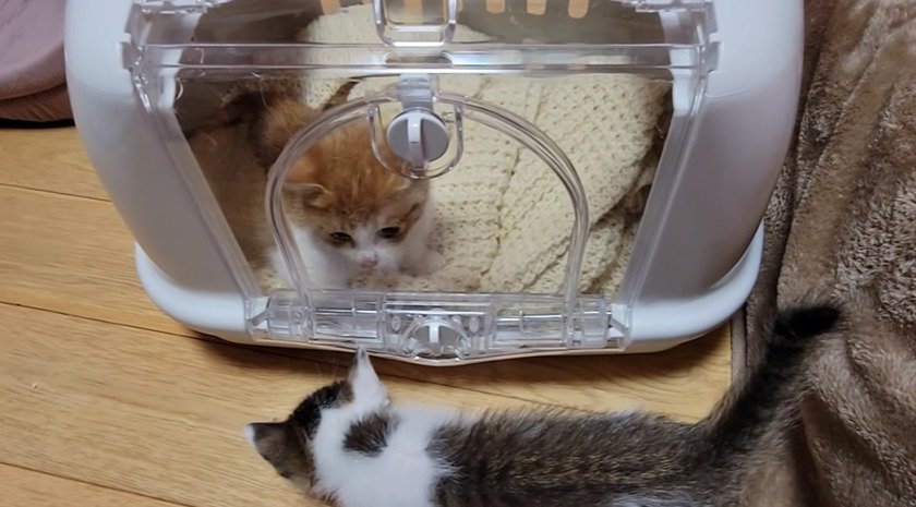キャリーに入った子猫