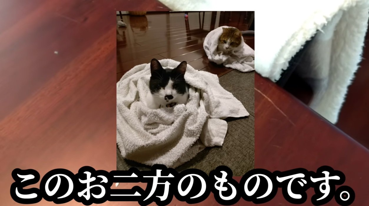 テーブルについた傷と猫2匹の写真