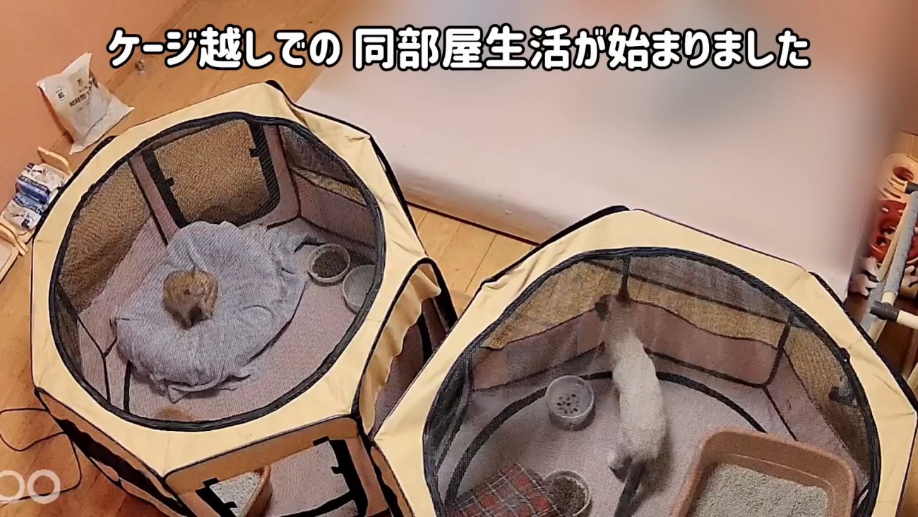 2つのソフトケージ