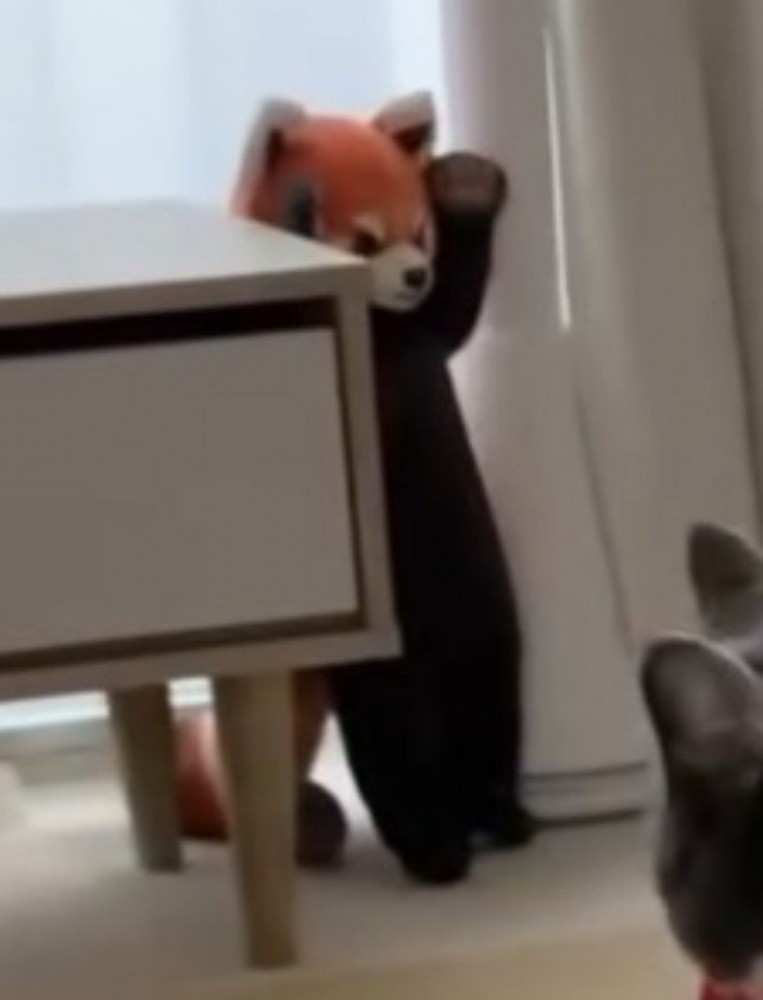 窓際に置かれているレッサーパンダのぬいぐるみ