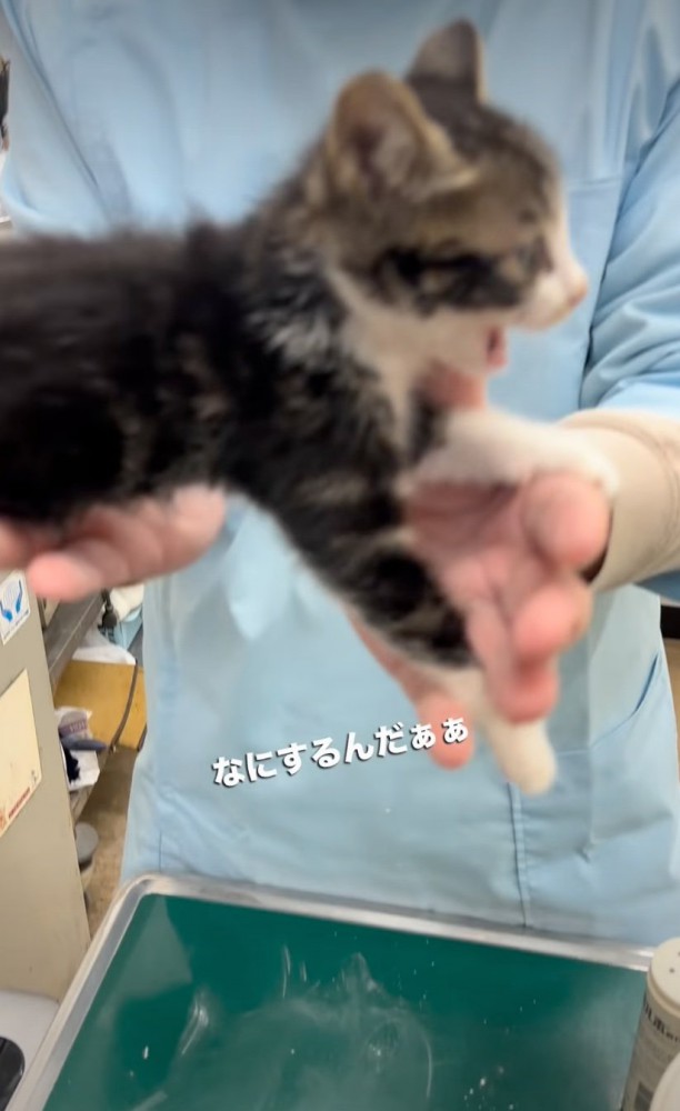 口を開けて鳴き声を出す子猫