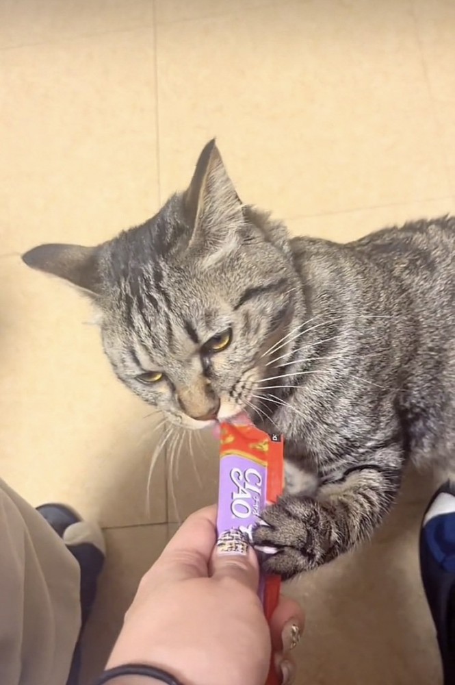 おやつをもらう子猫