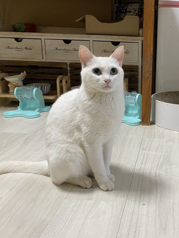 穏やかな表情を浮かべて座る白猫