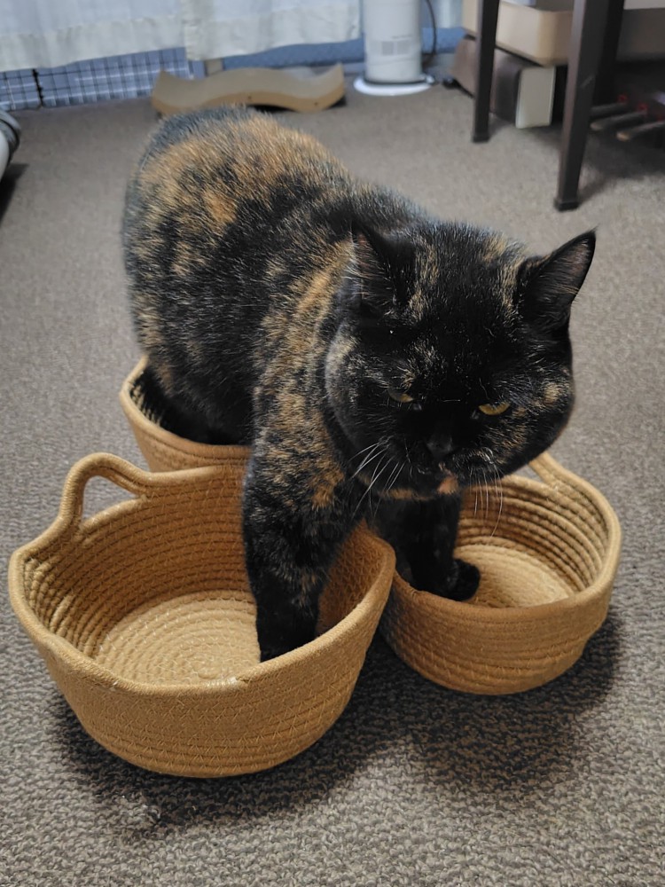 3個のかごすべてに両手両足を入れているサビ猫の様子