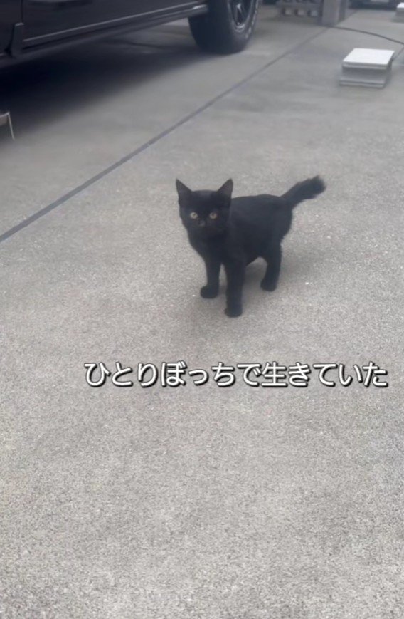 ひとりぼっちの子猫