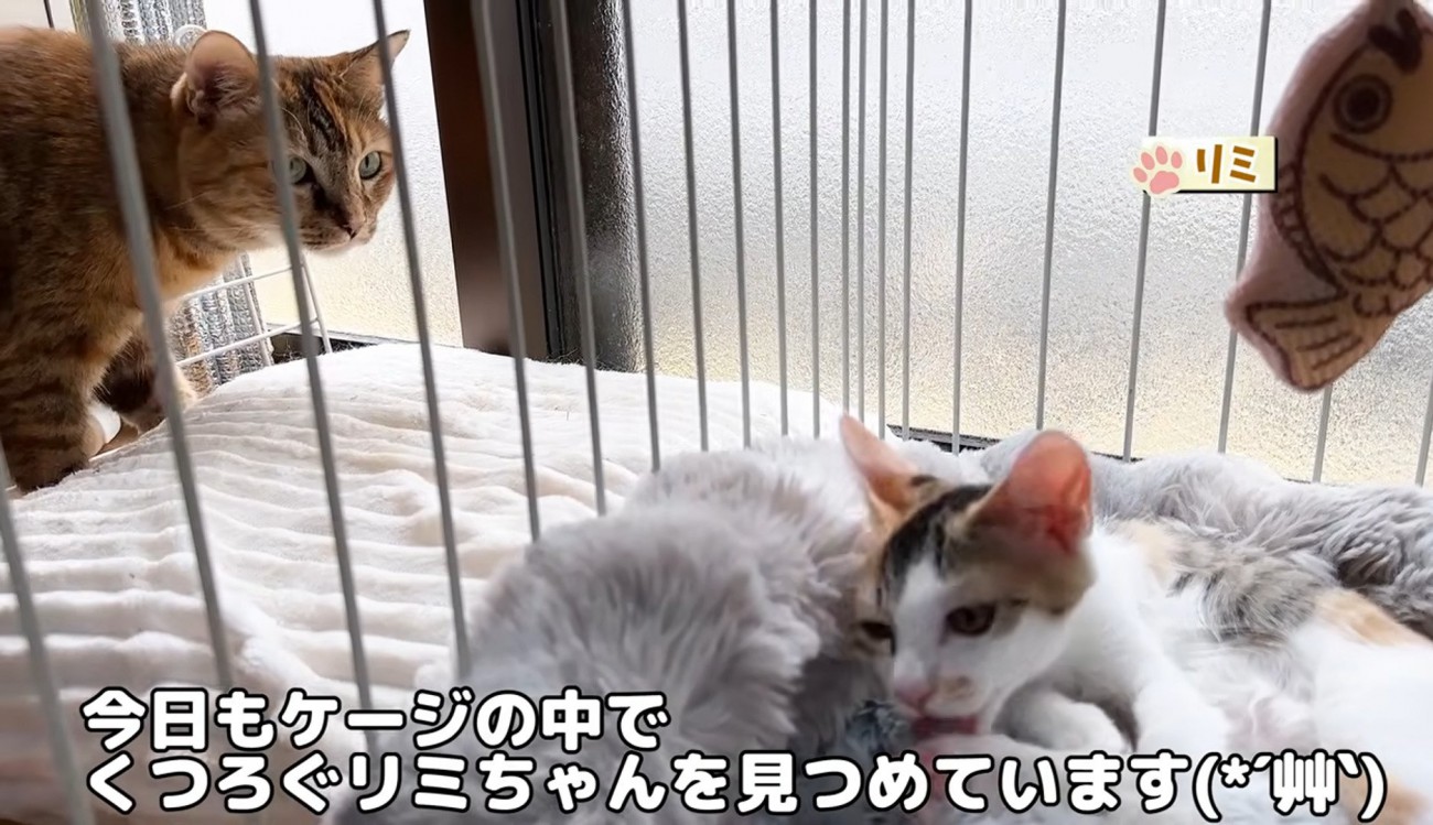 ケージの中の子猫を見つめる成猫
