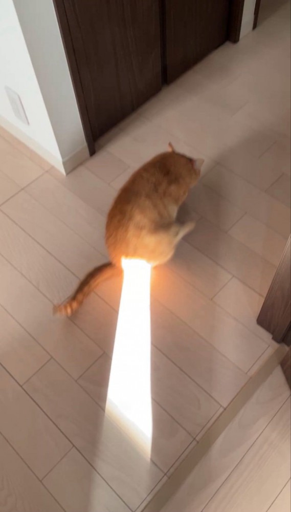 おしりに日光が当たる猫