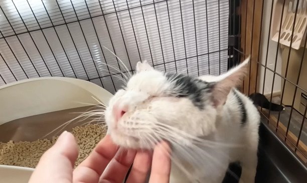 アゴを撫でられる猫