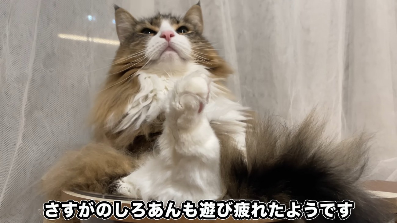 座って上を見る猫