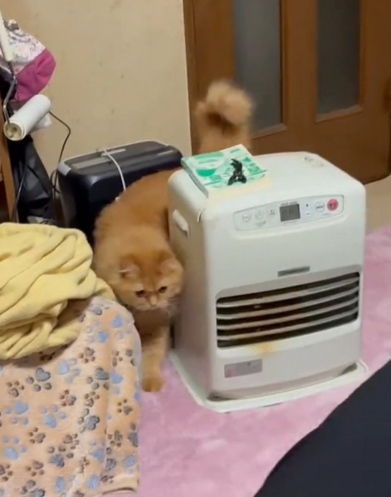 歩く猫