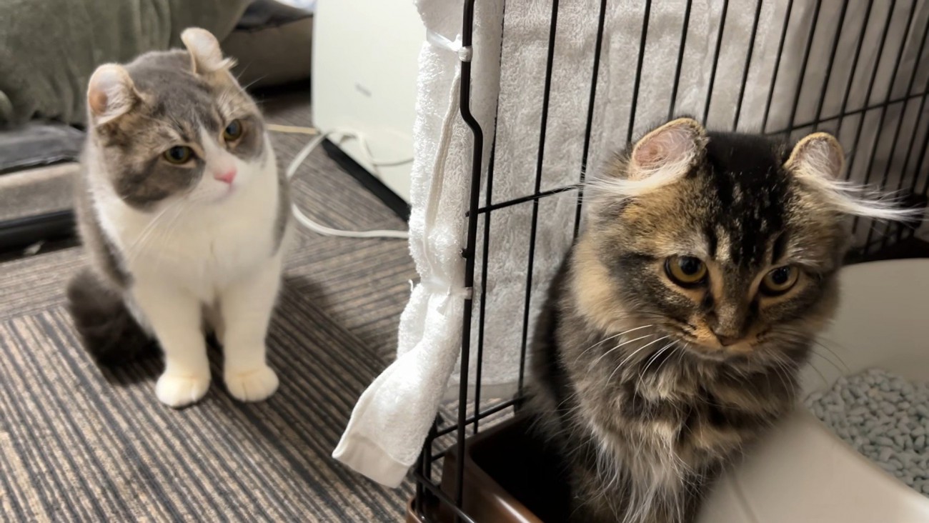 2匹の猫