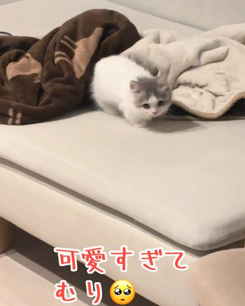 歩き出す猫