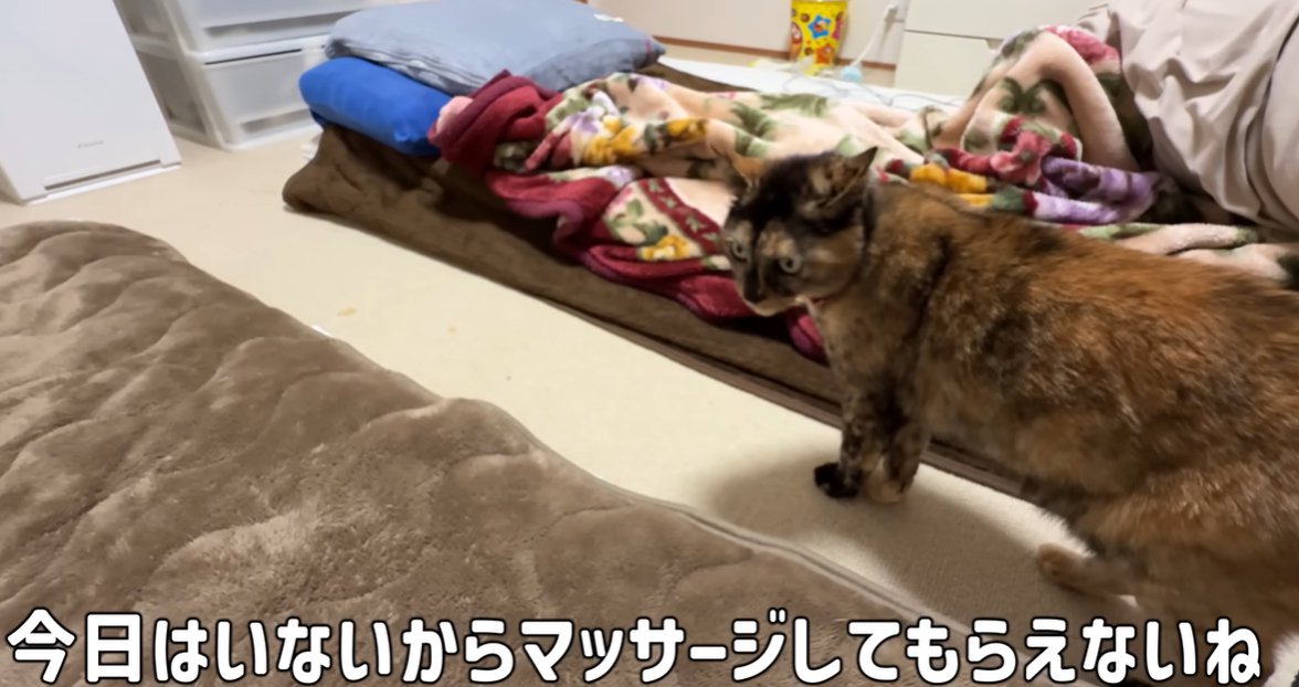 布団の脇で左側を向く猫「今日はいないからマッサージしてもらえないね」