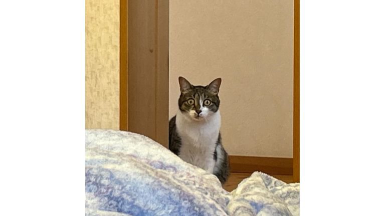 室内にいる猫