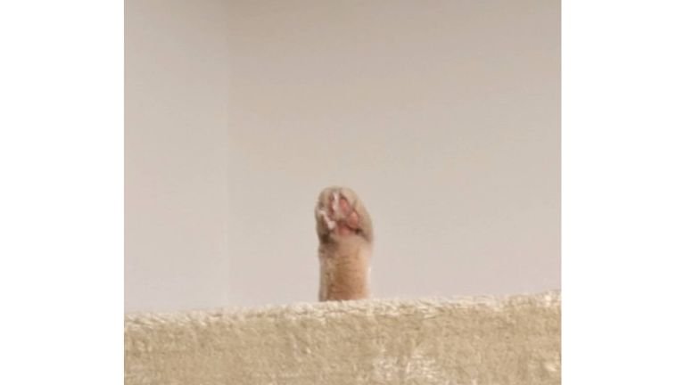 キャットタワーに生えた猫の手