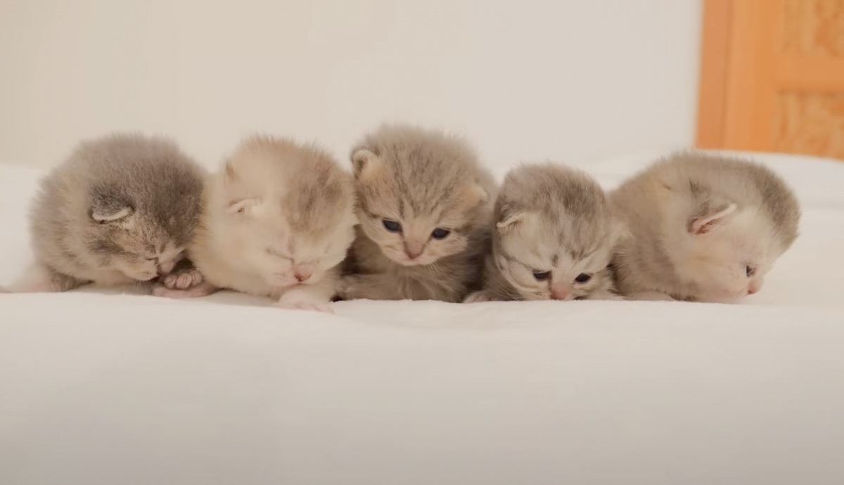 5匹の赤ちゃん猫たちが成長した結果…『100日後の姿』が尊すぎる