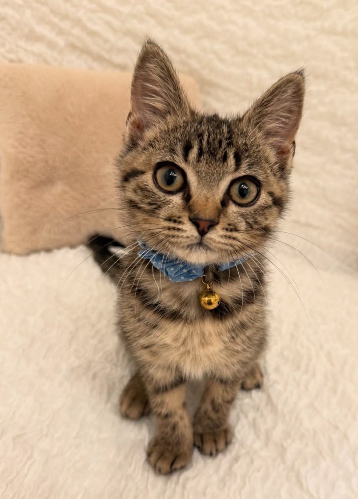 子猫