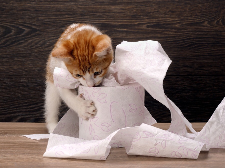 猫がトイレを我慢してしまう危険性と対策