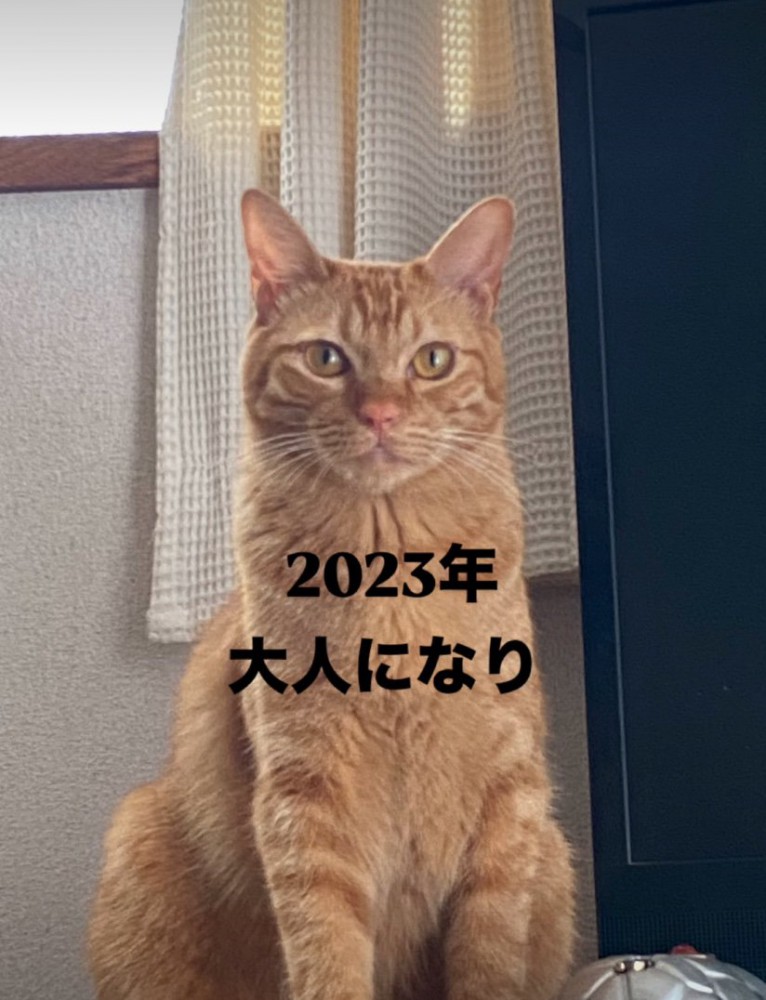 正面から見つめる猫
