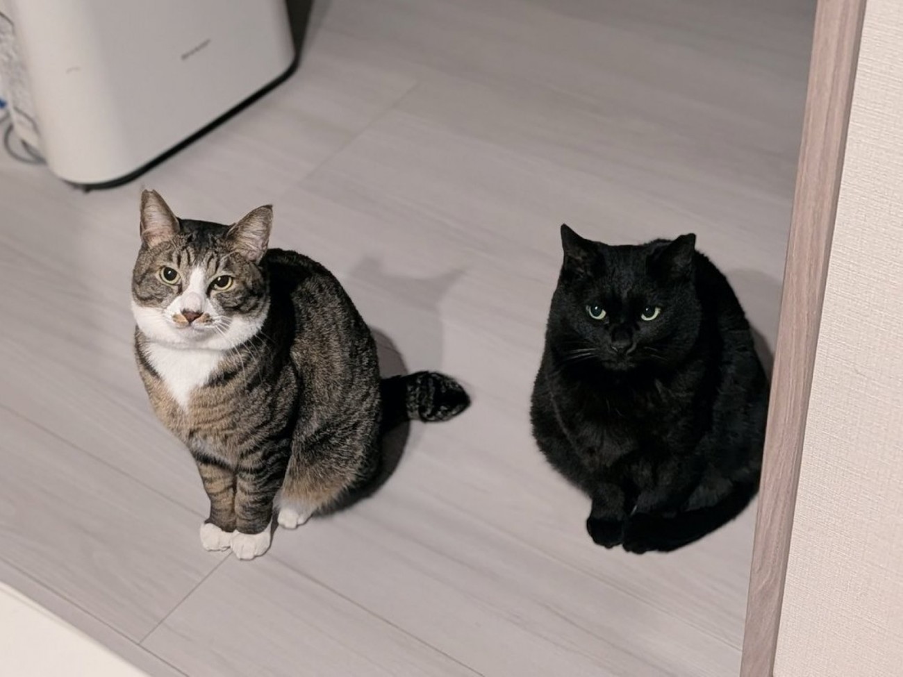 並んで座って飼い主を見上げる2匹の猫