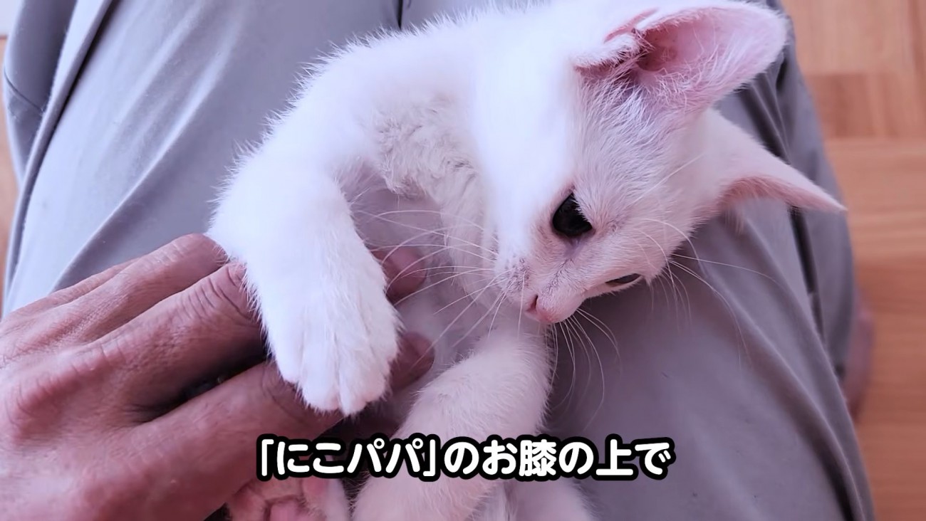 人のひざの上に乗る子猫