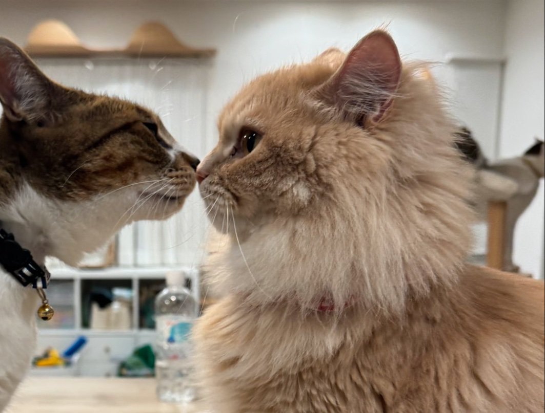 驚いて固まる猫