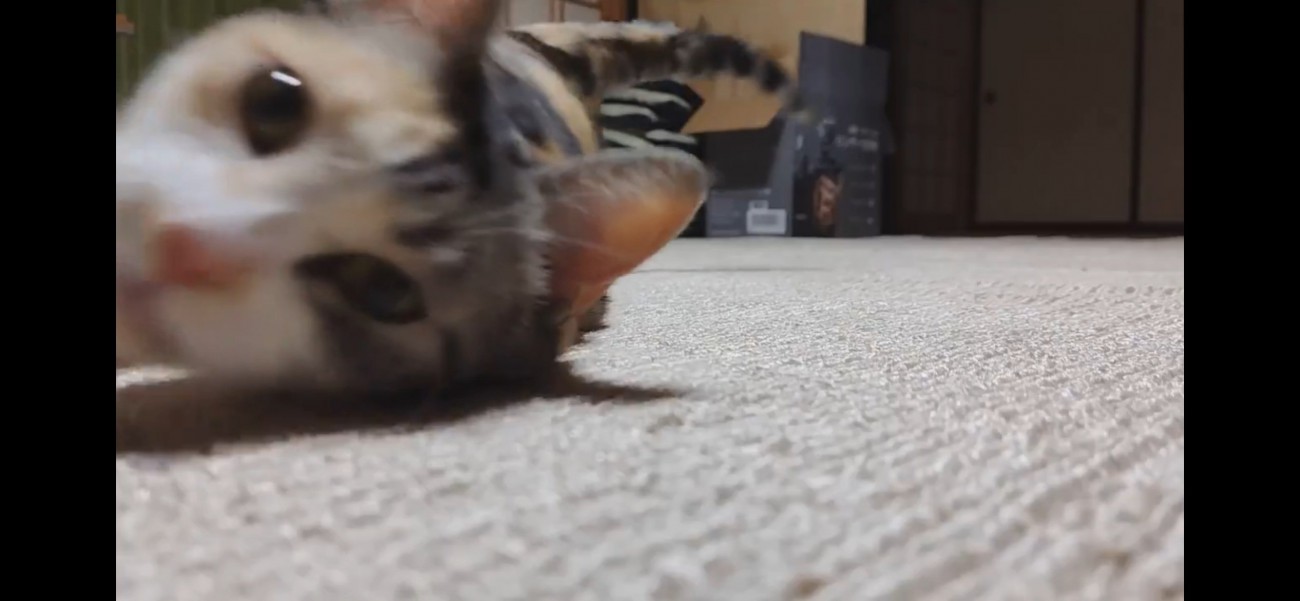 カーペットを這うハチワレ猫