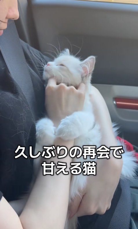 飼い主に抱っこされて目をつむる子猫