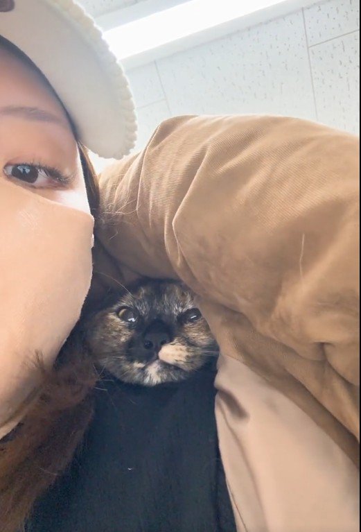 人の服の中に隠れている猫