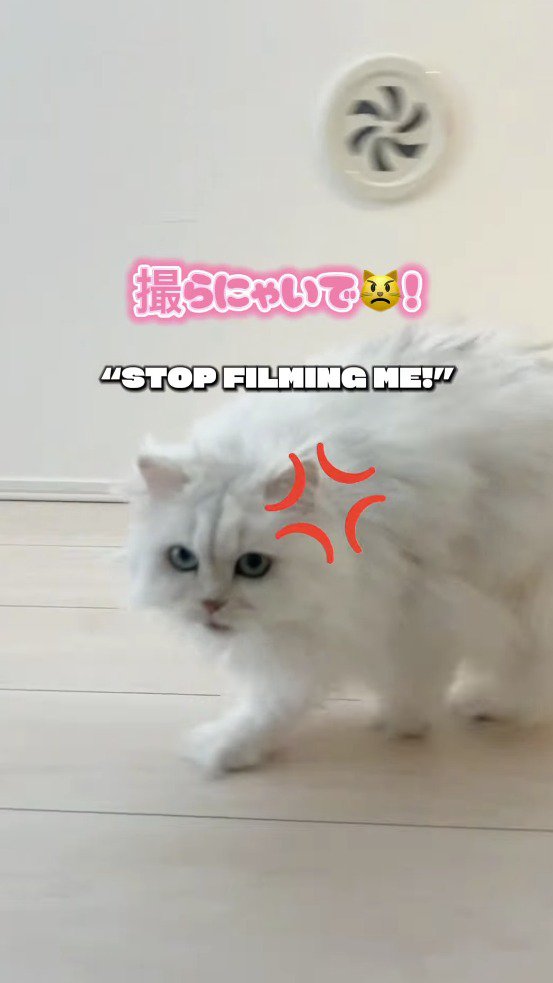 カメラに向かって鳴き声をあげる猫