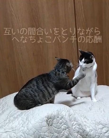 白黒猫へ前足を伸ばすキジ猫