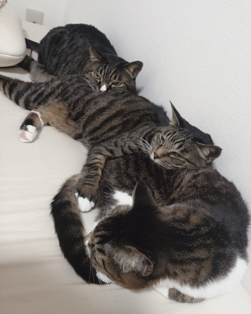 3匹の猫が前の猫の尻に顔をつけて縦長に連結している様子