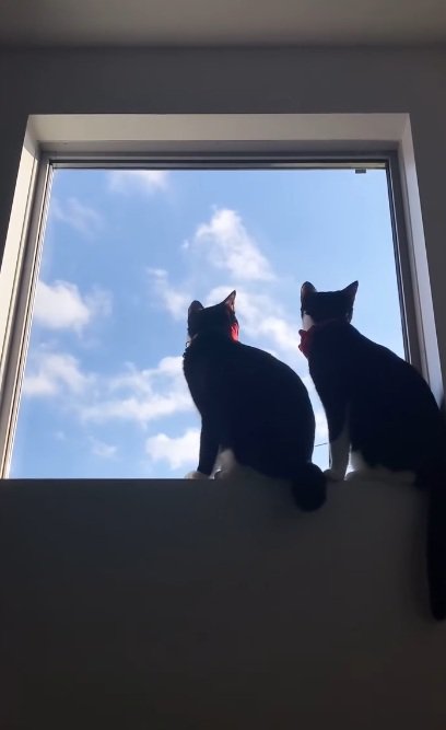 窓の外を眺めている2匹のハチワレ猫