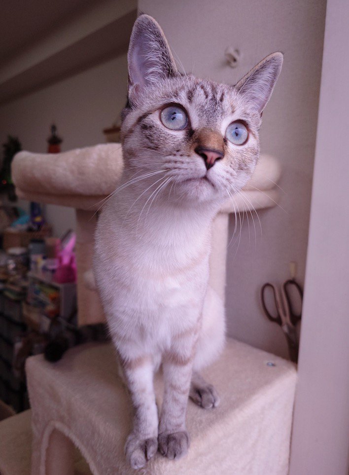 キャットタワーに座る猫