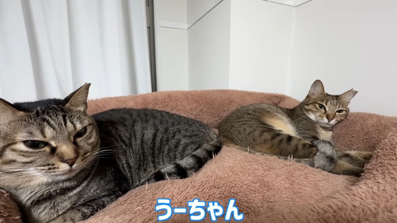 眠そうなふたり