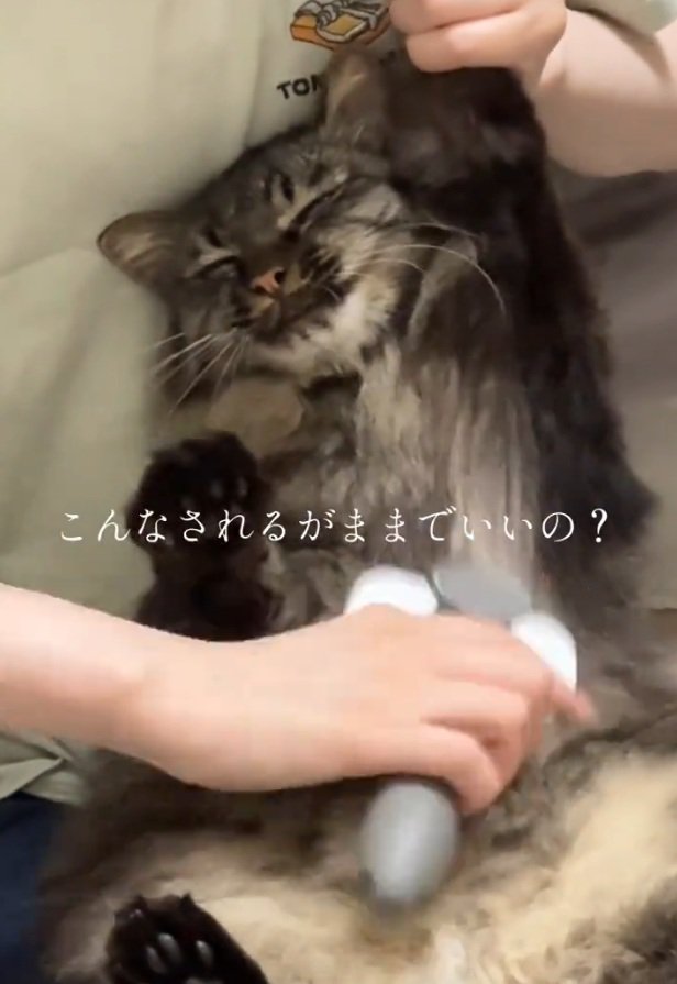 ぬいぐるみのような猫