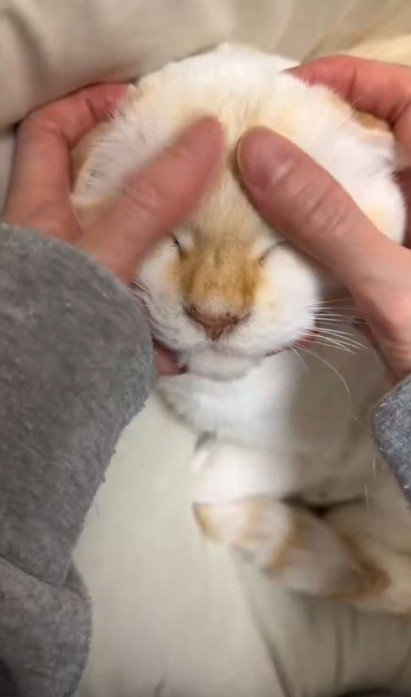 撫でられて目をつぶる猫1